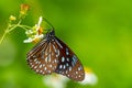 Dark Blue Tiger butterfly using its proboscis to collect the nectar from the flower