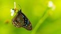 Dark Blue Tiger butterfly using its proboscis to collect the nectar from the flower