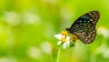 Dark Blue Tiger butterfly using its proboscis to collect the nectar from the flower