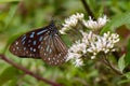 Dark Blue Tiger eating nectar intently on flower