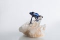 Dark blue tree frog sits on a crystal. Blue poison dart frog on a white background in the studio. Photo of an exotic pet Royalty Free Stock Photo