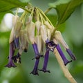 Dark blue tubular flowers in pendular clusters