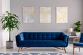 A dark blue velvet couch in front of a gray wall with graphic paintings in a modern living room interior. Real photo. Royalty Free Stock Photo