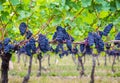 Dark Blue Vineyard Grapes On Trees