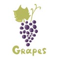 Dark blue or violet grapes illustration - stem and leaf isolated on white background. Grape cluster vector illustration