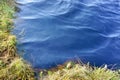 Dark blue water in the swamp lake, black water in the swamp