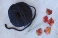 Dark blue wool yarn with metal needles among maple leaves, autumn knitting postcard