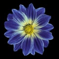 Dark blue-yellow flower daisy on the black isolated background with clipping path. Closeup. Royalty Free Stock Photo