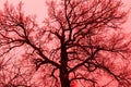 Dark blurred silhouette of an old large tree in red and pink tinting. Abstract image of veins and blood