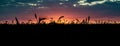 The dark, blurred silhouette of wheat ears against the background of an orange fiery sunset.