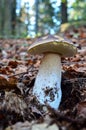 Dark Boletus Edulis mushroom Royalty Free Stock Photo