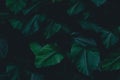 Dark botanical background tropical leaves faded bg