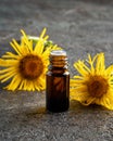 A dark bottle of elecampane essential oil with Inula helenium plant