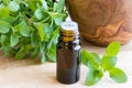 A bottle of essential oil with fresh marjoram twigs