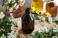 A dark bottle of herbal tincture with fresh hawthorn or Crataegus laevigata flowers in spring Royalty Free Stock Photo