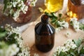 A dark bottle of herbal tincture with fresh hawthorn or Crataegus laevigata flowers in spring Royalty Free Stock Photo