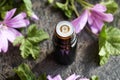 A bottle of common mallow essential oil with fresh flowers