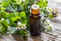 A bottle of oregano essential oil with fresh blooming oregano twigs Royalty Free Stock Photo