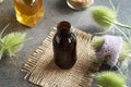 A dark bottle of tincture with wild teasel flowers - herbal medicine against lyme disease