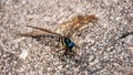 Black and shiny blue body dragonfly on asphalt surface close up front angle view Royalty Free Stock Photo