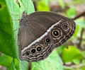 A Dark brand bush brown butterfly Royalty Free Stock Photo