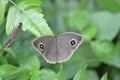 Dark brand bush brown - Butterfly Royalty Free Stock Photo