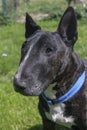 Dark brindle bull terrier head shot