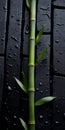 Dark And Brooding Bamboo Plant On Rainy Street