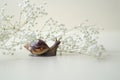 Dark brown Achatin with a spiral shell crawls among beautiful white flowers on a bright clear day. Extreme closeup macro healing Royalty Free Stock Photo