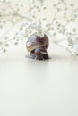 Dark brown Achatin with a spiral shell crawls among beautiful white flowers on a bright clear day. Extreme closeup macro healing Royalty Free Stock Photo