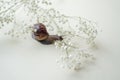 Dark brown Achatin with a spiral shell crawls among beautiful white flowers on a bright clear day. Extreme closeup macro healing Royalty Free Stock Photo