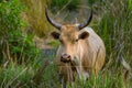 Dark brown african cow with long horns grazes in the field. Guinea, West Africa