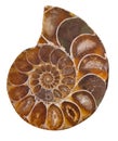 Dark brown ammonite spiral on white Royalty Free Stock Photo