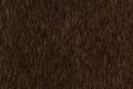 Dark brown animal hair texture background Royalty Free Stock Photo