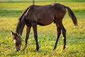 Dark brown Arabian horse foal grazing over green grass field, afternoon sun shines over Royalty Free Stock Photo