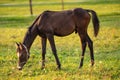 Dark brown Arabian horse foal grazing over green grass field, afternoon sun shines over Royalty Free Stock Photo