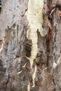 Dark brown bark texture on a white eucalyptus tree surface close-up photoshoot. Eucalyptus tree bark texture with green fungus. Royalty Free Stock Photo