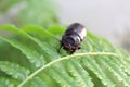 Dark brown beetle on green fern Royalty Free Stock Photo