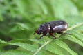 Dark brown beetle on green fern Royalty Free Stock Photo