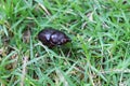 Dark brown beetle on green grass Royalty Free Stock Photo