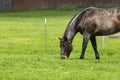 Dark brown and black horse grazing in pasture Royalty Free Stock Photo