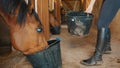 A Dark Brown Blind Horse Drinking Water From A Bucket In The Horse Stable Royalty Free Stock Photo