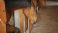 A Dark Brown Blind Horse In The Stall - View Of The Horse Stable With Stalls