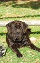 Boerboel dog big Royalty Free Stock Photo