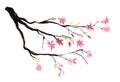 Dark brown branch with bright pink flowers and green buds. The symbol of spring. Hand-drawn watercolor illustration