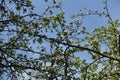 Dark brown branches of blossoming apple tree against blue sky Royalty Free Stock Photo