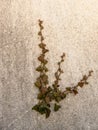 Brown liana stem growing from crack on rough gray cement wall front view Royalty Free Stock Photo