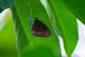 Dark brown butterflies perched on green leaves. In the midst of green nature