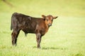 Dark Brown Calf on Green