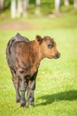 Dark Brown Calf in the Pasture